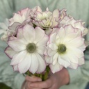 Anemone Mistral Edge