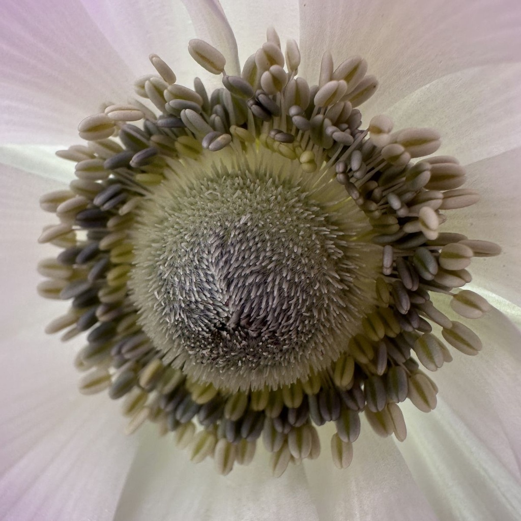 Anemone Mistral Edge