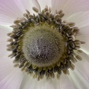 Anemone Mistral Edge