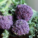 Broccoli Burgundy