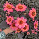 Dahlegria Tricolore