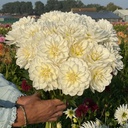 White Onesta