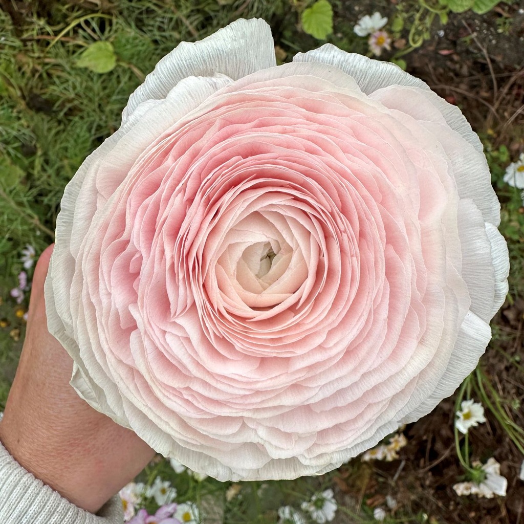 Ranonkels Cloni succes Favola