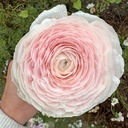 Ranonkels Cloni succes Favola