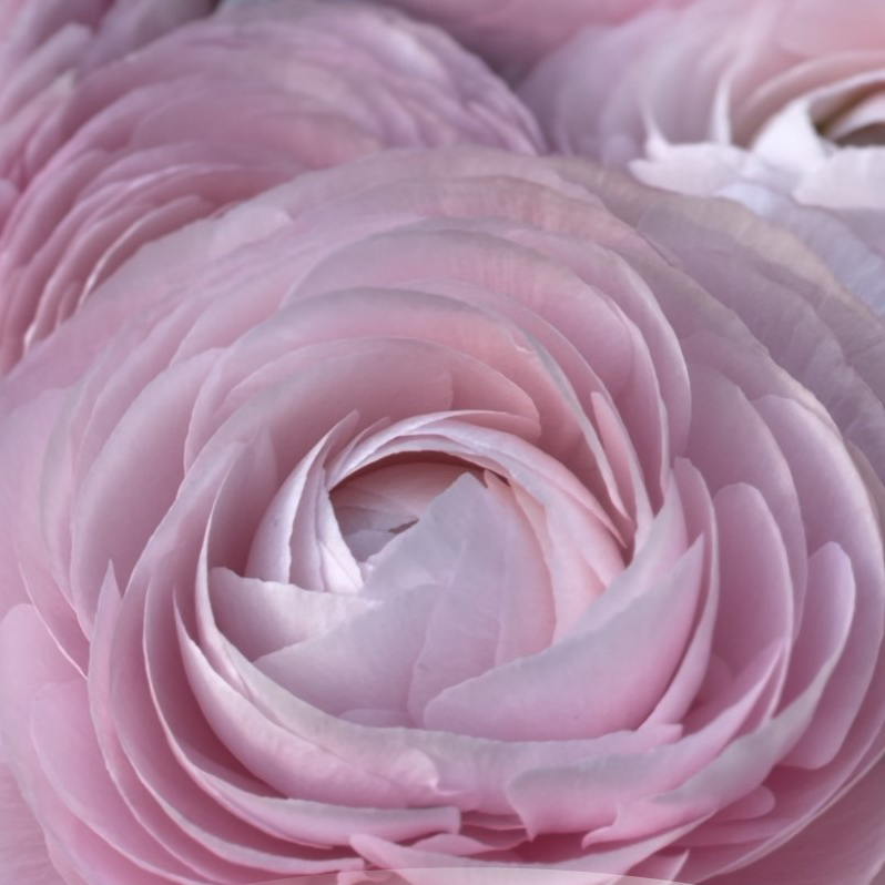 Ranonkels Cloni succes Favola