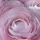 Ranonkels Cloni succes Favola