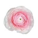 Ranonkels Cloni succes Favola