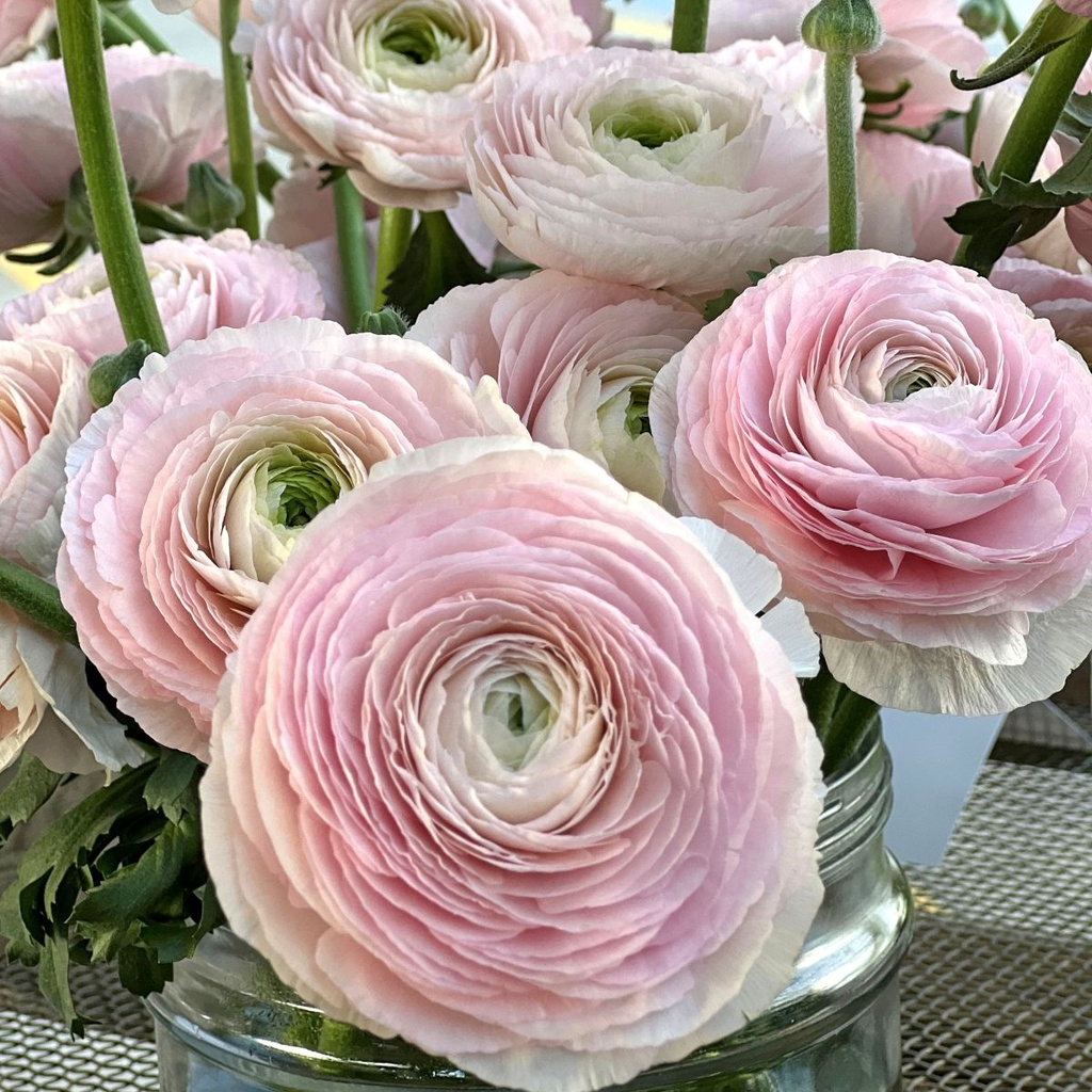 Ranonkels Cloni succes Favola