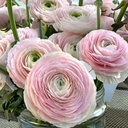 Ranonkels Cloni succes Favola