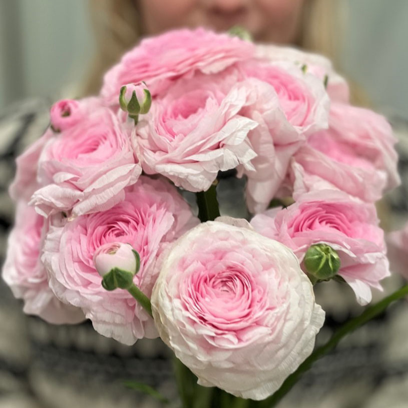 Ranonkels Cloni succes Favola