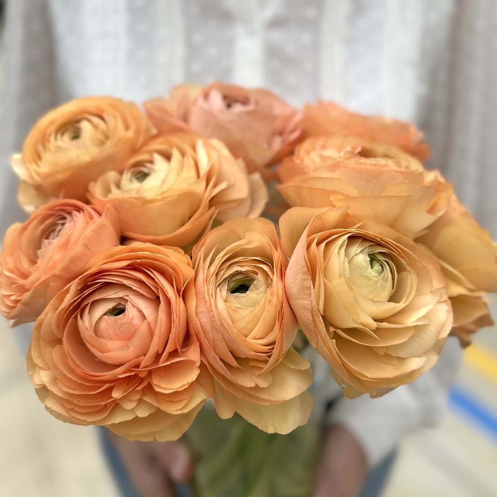 Ranonkels Cloni Succes Grand Pastel