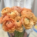 Ranonkels Cloni Succes Grand Pastel