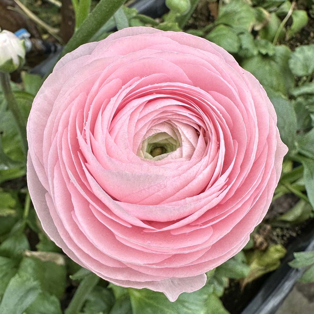 Ranonkels Cloni Succes Lady