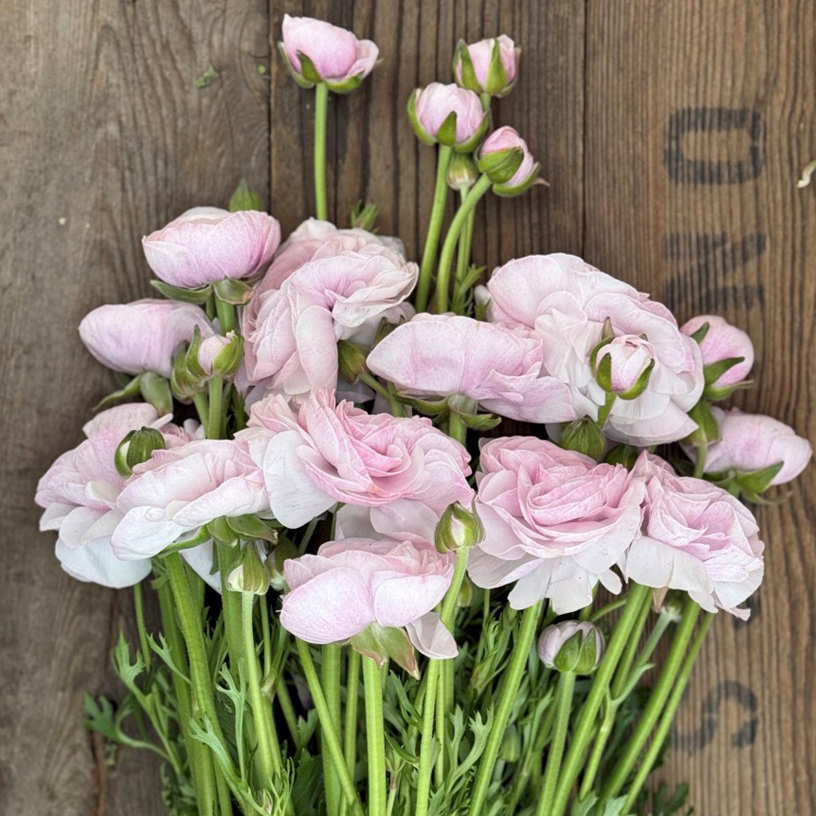 Ranonkels Cloni Succes Nebbia®