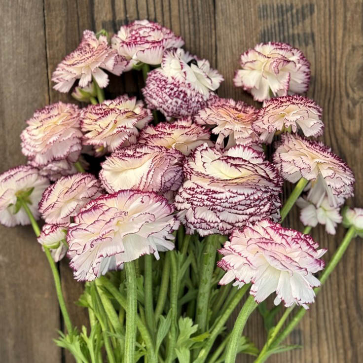 Ranonkels Elegance Bianco Striato