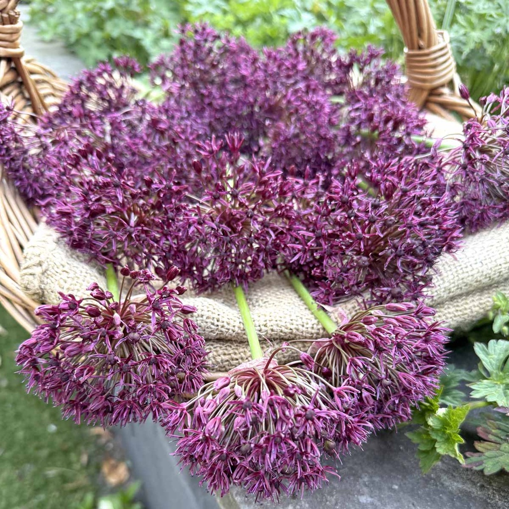 Allium Atropurpureum