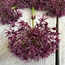 Allium Atropurpureum