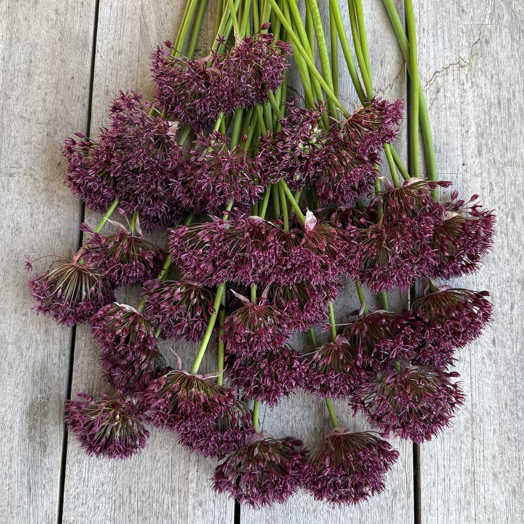 Allium Atropurpureum