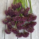 Allium Atropurpureum
