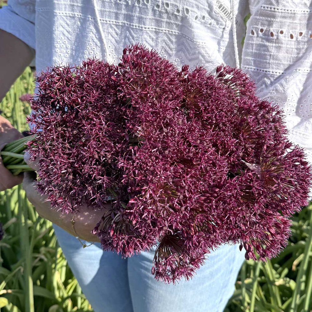 Allium Atropurpureum