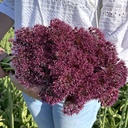 Allium Atropurpureum