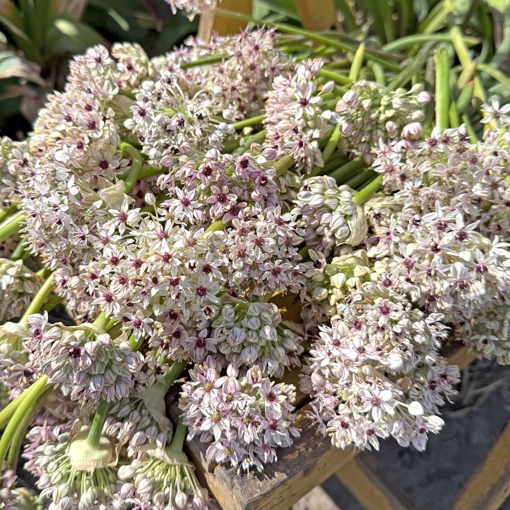 Allium Silver Spring