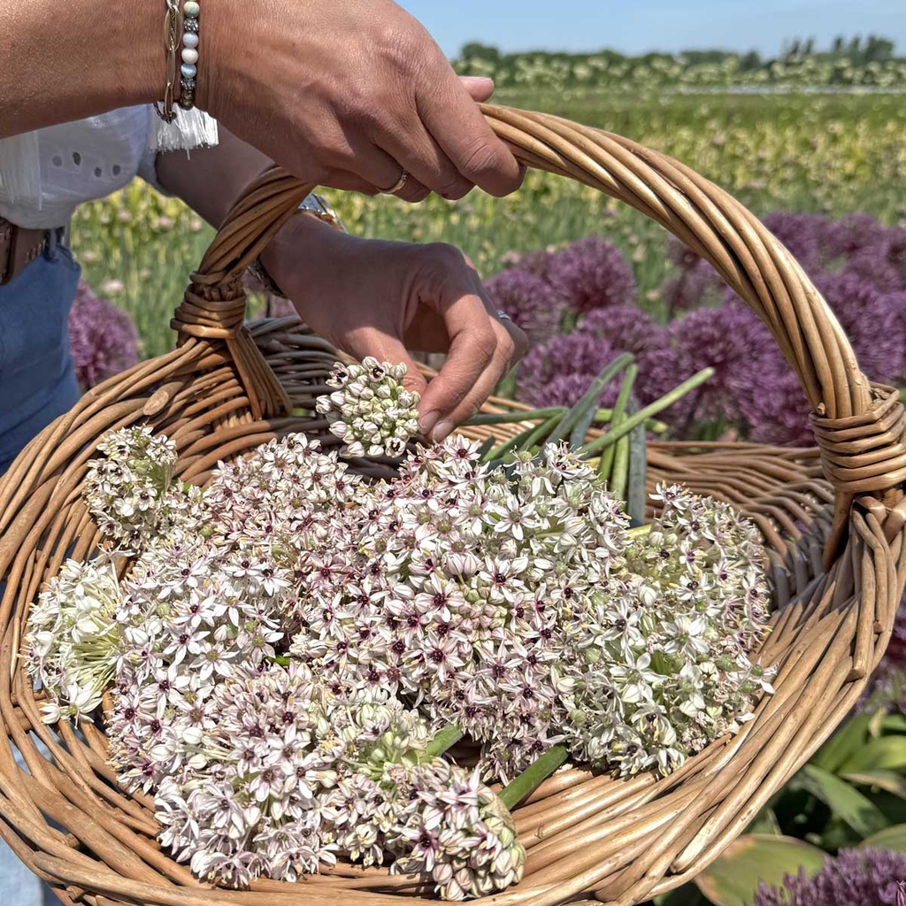 Allium Silver Spring