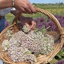 Allium Silver Spring