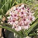 Allium Silver Spring