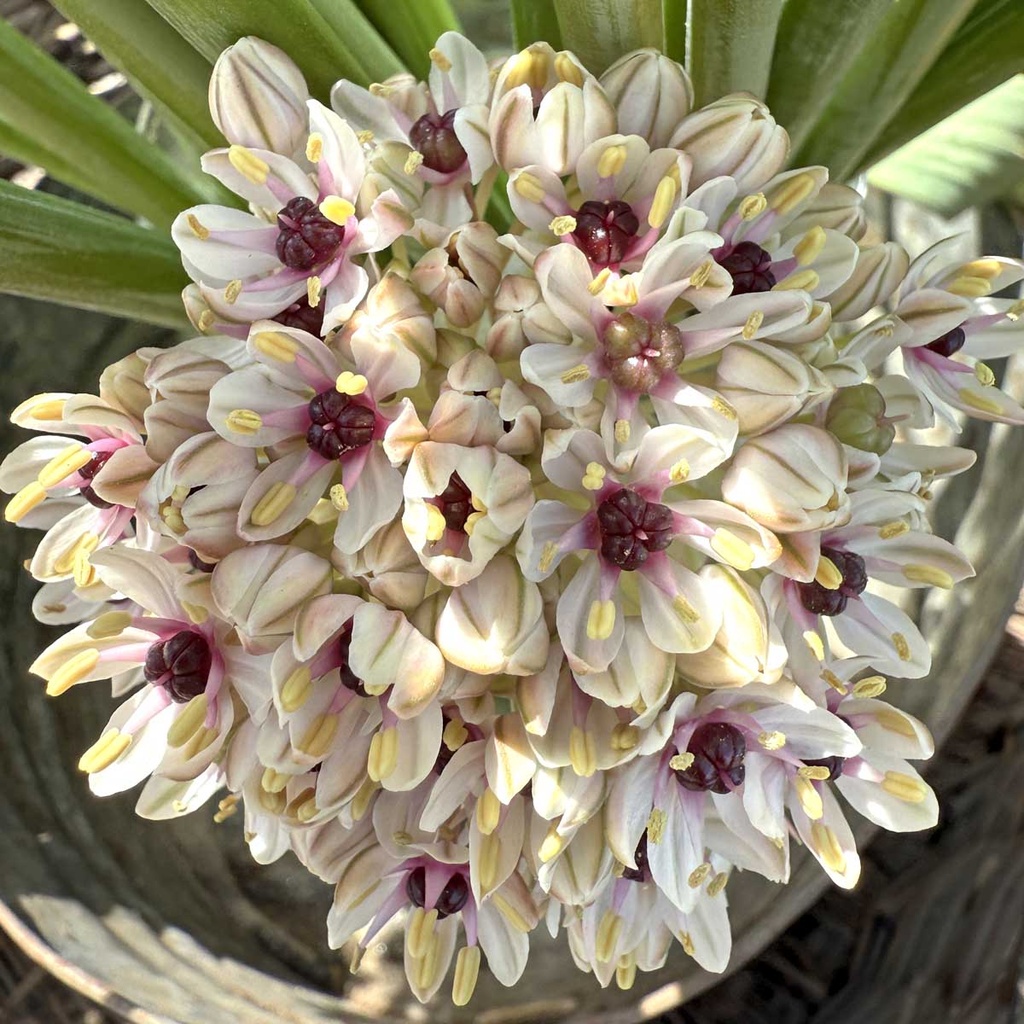 Allium Silver Spring 3 st.