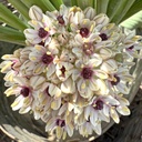 Allium Silver Spring 3 st.