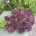 Allium Magic