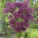 Allium Magic