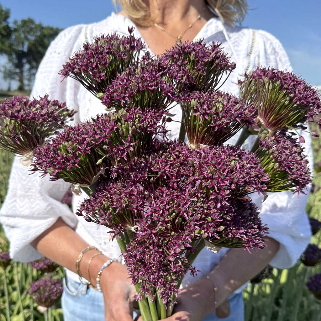 Allium Magic