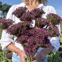 Allium Magic