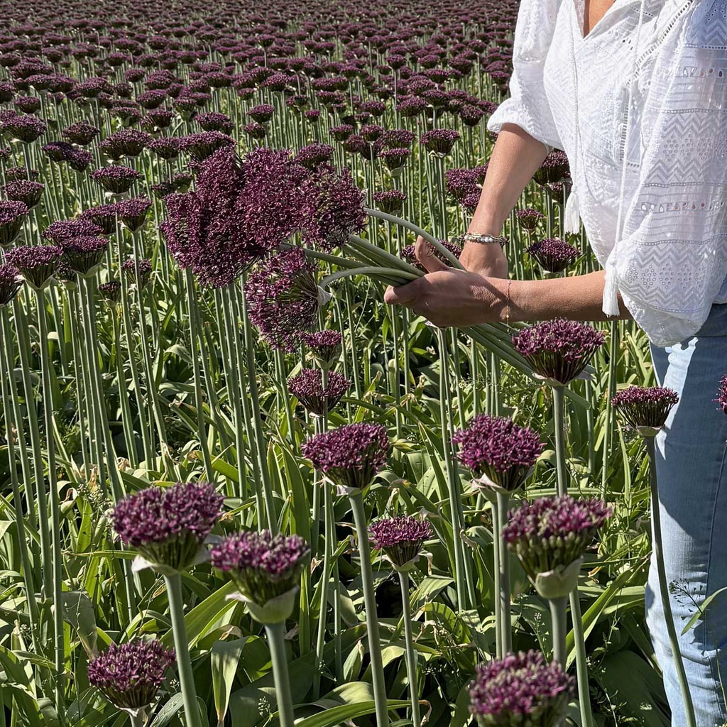 Allium Magic