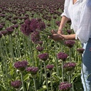 Allium Magic