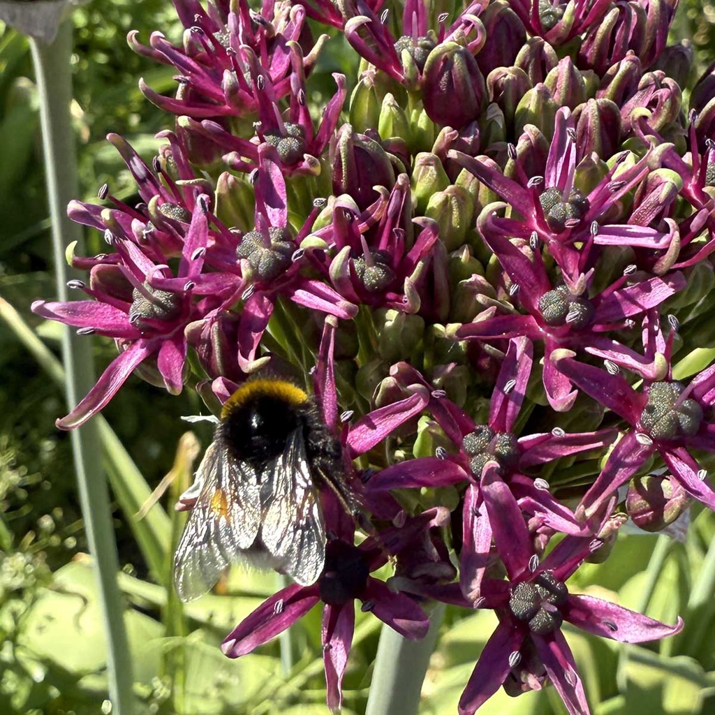 Allium Magic