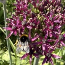 Allium Magic