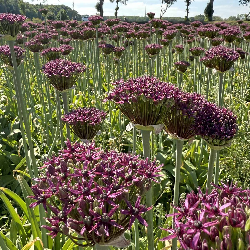 Allium Magic