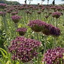 Allium Magic