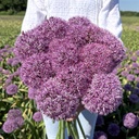 Allium Party Balloon