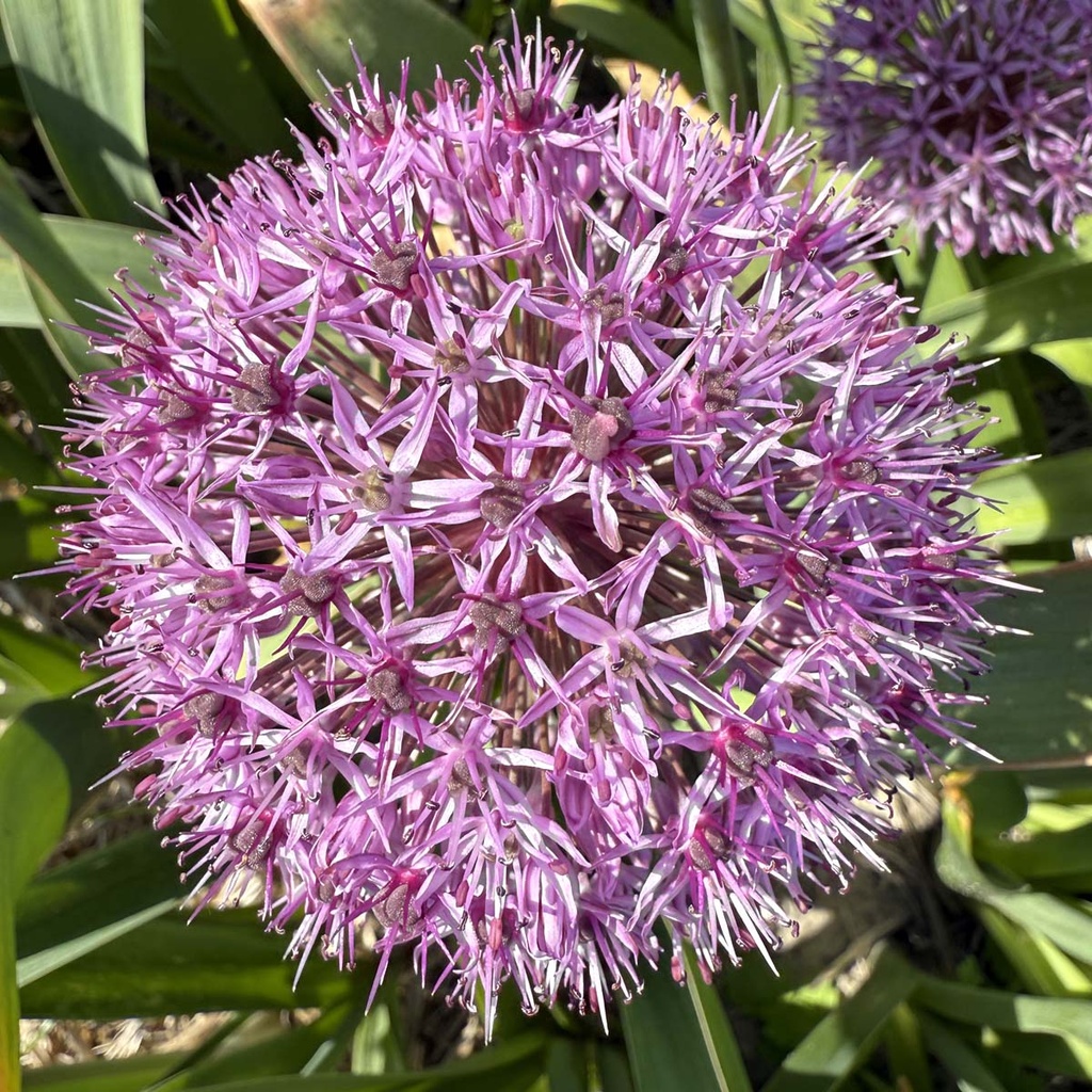 Allium Party Balloon