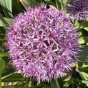 Allium Party Balloon