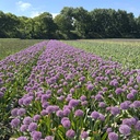 Allium Party Balloon