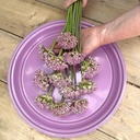 Allium Pink Jewel