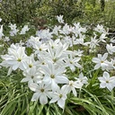 Ipheion Alberto Castillo