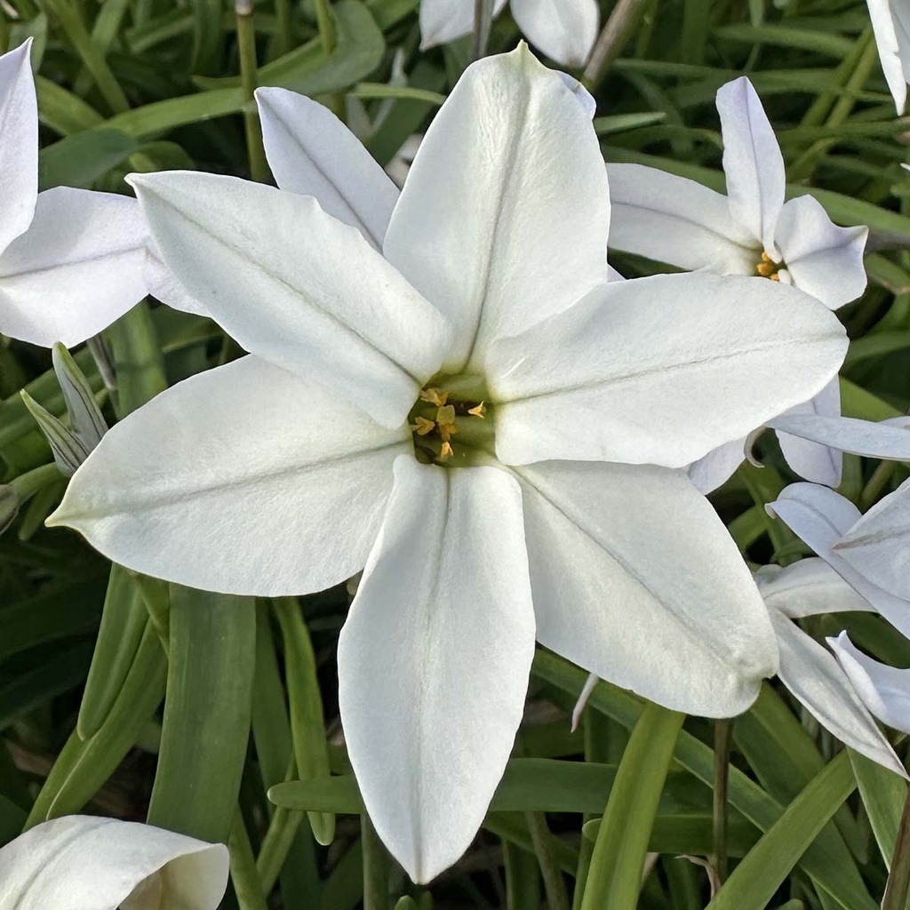 Ipheion Alberto Castillo
