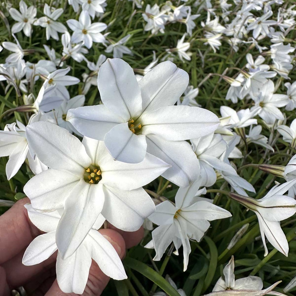 Ipheion Alberto Castillo