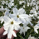 Ipheion Alberto Castillo
